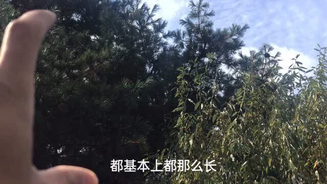 东北独有的红松松籽为啥贵?采摘困难被称为坚果中的长寿果!