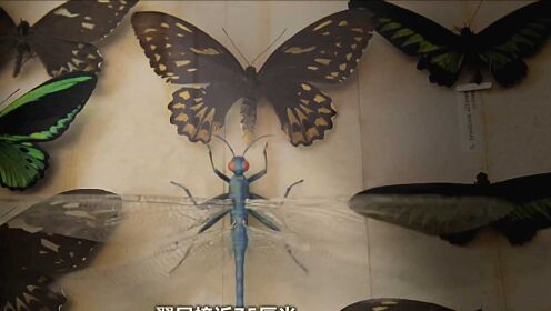 3亿年前的蜻蜓展翼有75厘米之大！昆虫体型跟含氧量有何关联？