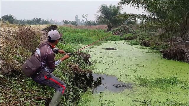 钓鱼:这样的水沟别轻视,浮萍草下藏大货下钩就猛咬