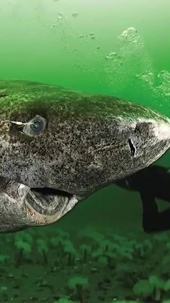 这是一只400岁的格陵兰鲨鱼最近在北冰洋被发现