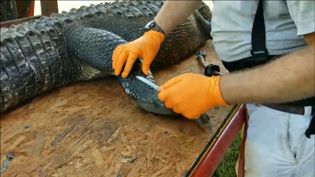 看完鳄鱼剥皮全过程你还想买奢侈品吗人类需要反思了