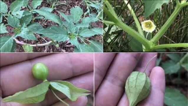 苦蘵又名灯笼草,常被应用于肺热咳喘、胃火牙痛、脓疱疖肿、瘰疬