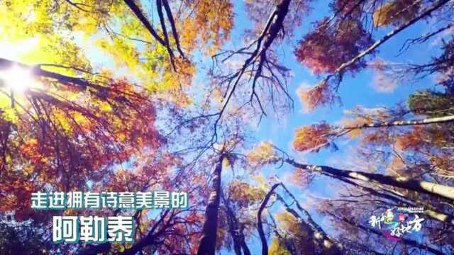 新疆是个好地方|童话秋天——阿勒泰