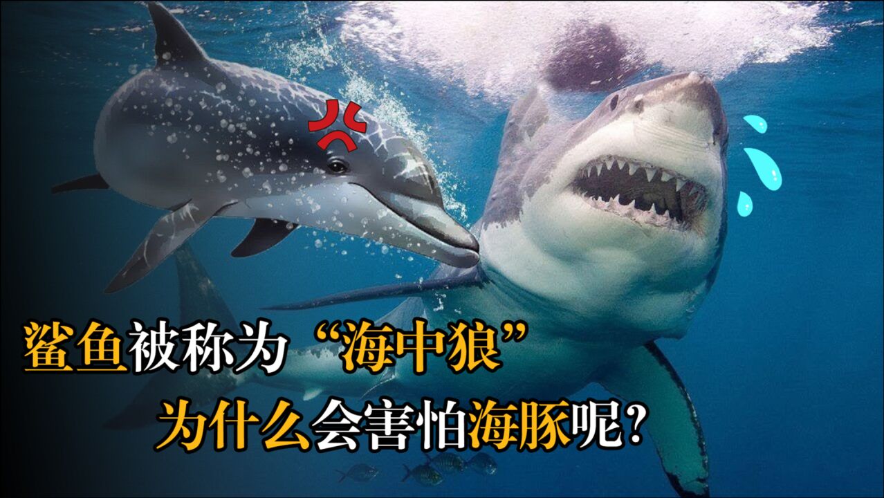 被称为"海中狼"的鲨鱼,为什么看见海豚就跑?鲨鱼:不跑等死?
