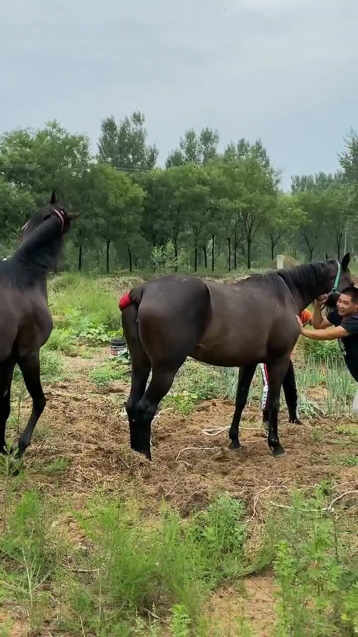 看這匹馬這麼激動,感覺沒有見過世面啊!