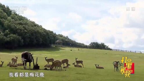 人工喂养的梅花鹿很亲人，在五大连池被誉为吉祥的象征