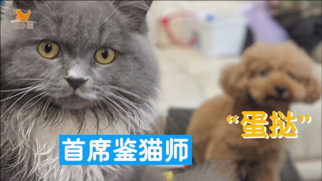 小云与蛋挞相遇的故事:训犬师要养猫,结果是狗狗去选了它