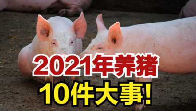 养殖户注意了!2021年养猪10件大事!加快清理限养禁养区