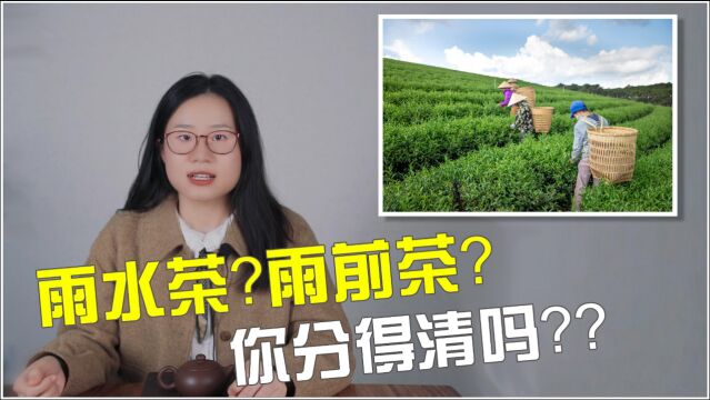 【小喜年】普洱茶的“雨前茶、谷花茶”和绿茶的叫法意思一样吗?