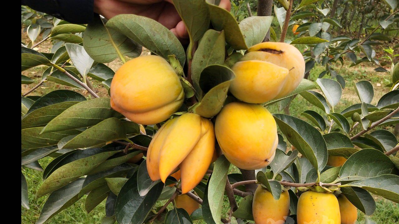 新奇特新品种柿子苗