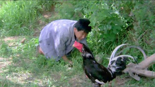 穷小伙捡到一只大公鸡，没想到这是只印钞鸡，很快成为村里万元户