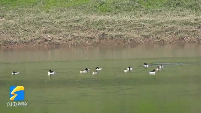 惬意!11种500余只水鸟在湖北宜都天龙湾过冬