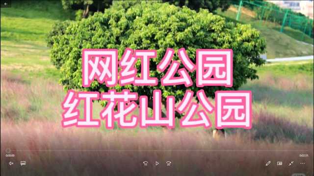 红花山公园粉黛乱子草,美不胜收,有多少人被网红照片吸引来的