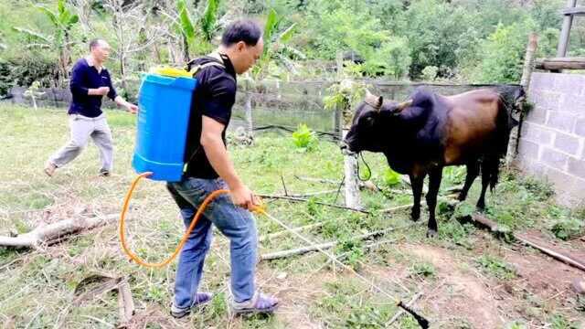 养殖户给27头牛驱虫,一头牛吃了敌百虫水,曹哥担心会不会中毒!