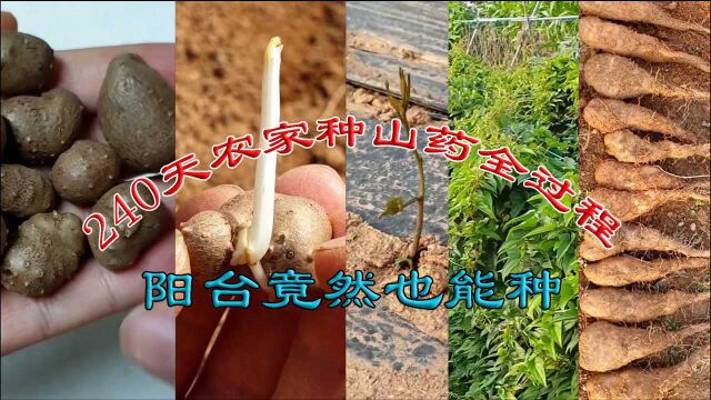 240天农家种山药全过程,利用山药豆种山药,阳台竟然也能种山药