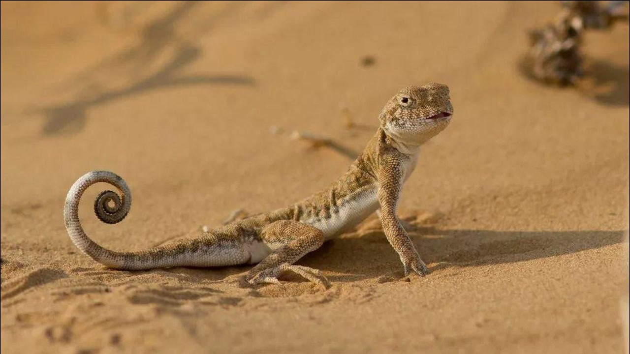 内蒙古沙漠蜥蜴品种图片