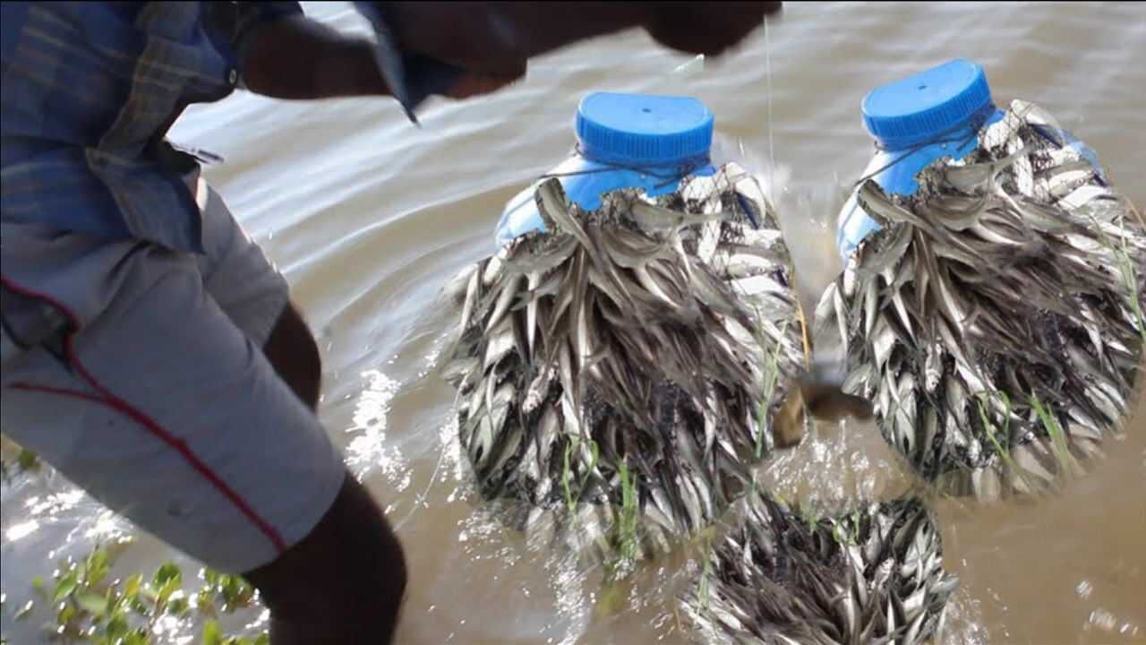 没钱买钓竿?小伙剪了几个没用的塑料瓶捕鱼,收获意外的丰盛