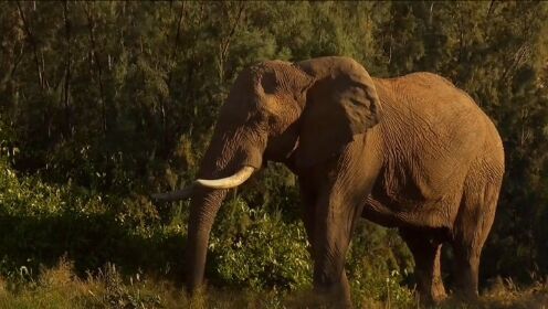 纳米比亚的沙漠象极为稀有！寻踪直击壮丽的巨兽是怎样的感受？