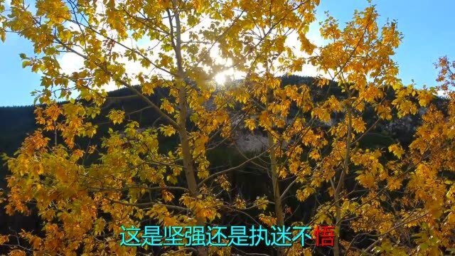 经典音乐,一首《杨紫琼爱似流星》经典老歌,瞬间打动你的心