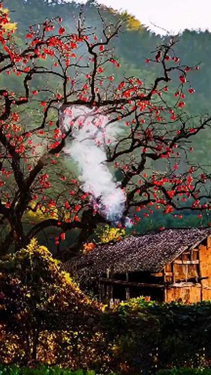 那棵家乡的红枣树