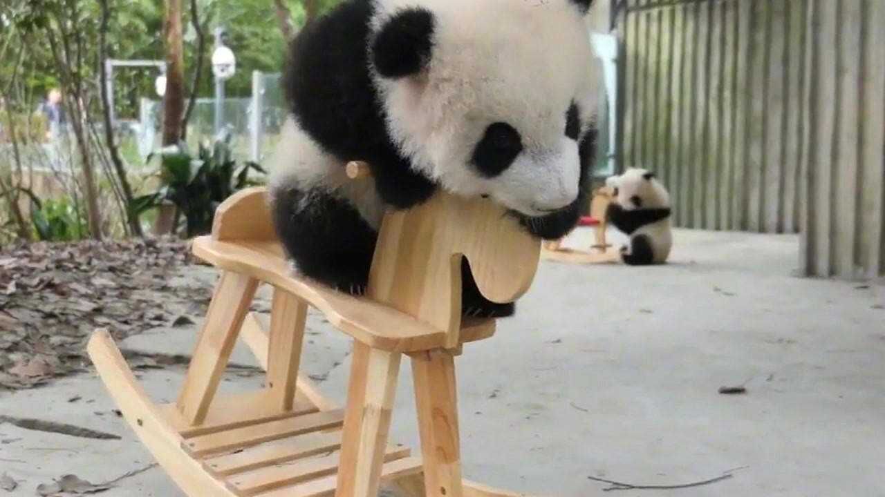 熊猫: 小木马摇啊摇,摇到外婆桥!