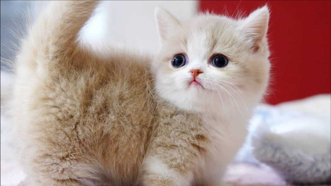 超萌小奶猫,小短腿爱抓逗猫棒,太可爱了