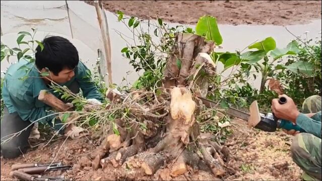 花了200块,在邻居那买了一棵盆景素材,直接锯子锯,这下赚到了