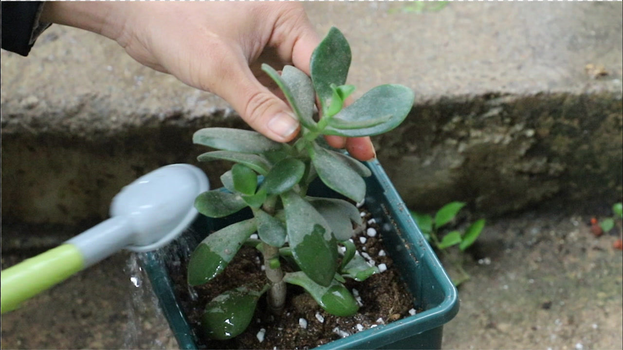 给玉树换盆,配土讲究2点,浇定根水就用"它"