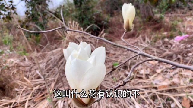 农村有一种“神奇的树”,只开花不长树叶,电影节用它来命名