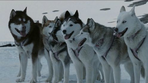 8只狗被遗弃南极，艰苦生存175天只为等主人回来，真实事件改编