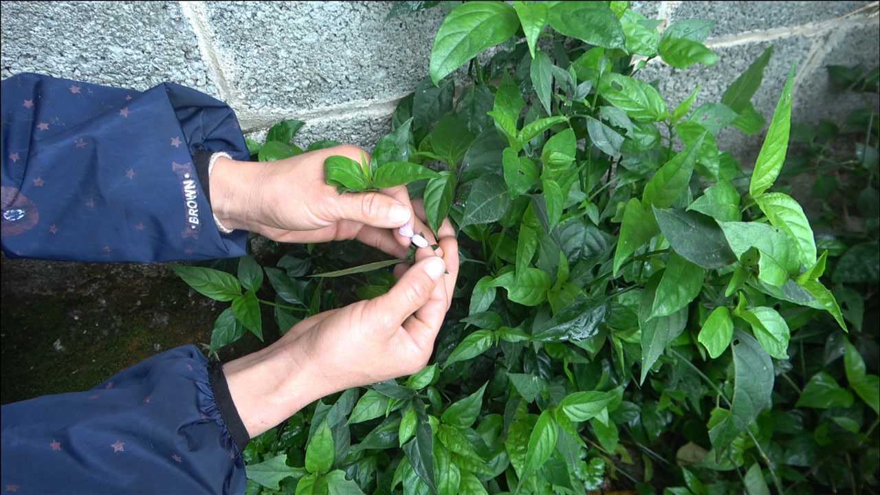 红蓝这植物是广西五色糯米饭中必不可少的一种原材料你知道吗