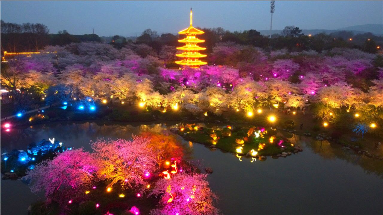 航拍世界赏樱胜地东湖樱花园夜景