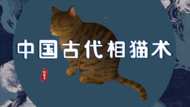 古人对猫的雅致称呼,你的猫在古代叫什么?