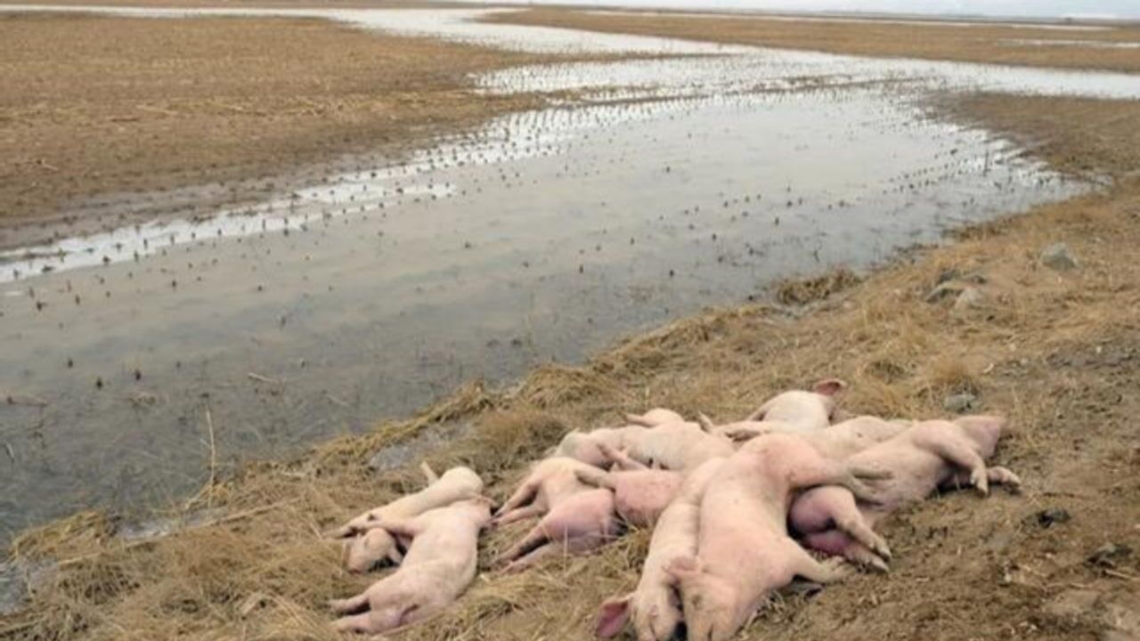 触目惊心黄河大堤内哪来这么多死猪有的直接风化成骨架