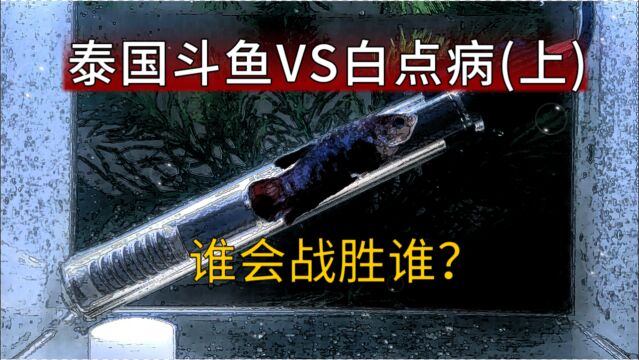 白点病怎么治?泰国斗鱼得了白点病尝试治疗,此病孔雀鱼也会出现