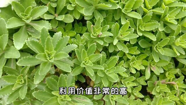 农村常见的养心菜,北京人称“金不换”,原来价值这么高