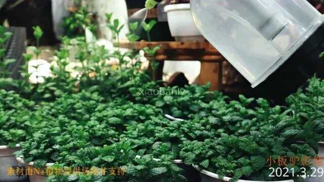 我的2021 走遍沂南 N+植物 花店 浇花 惬意生活记