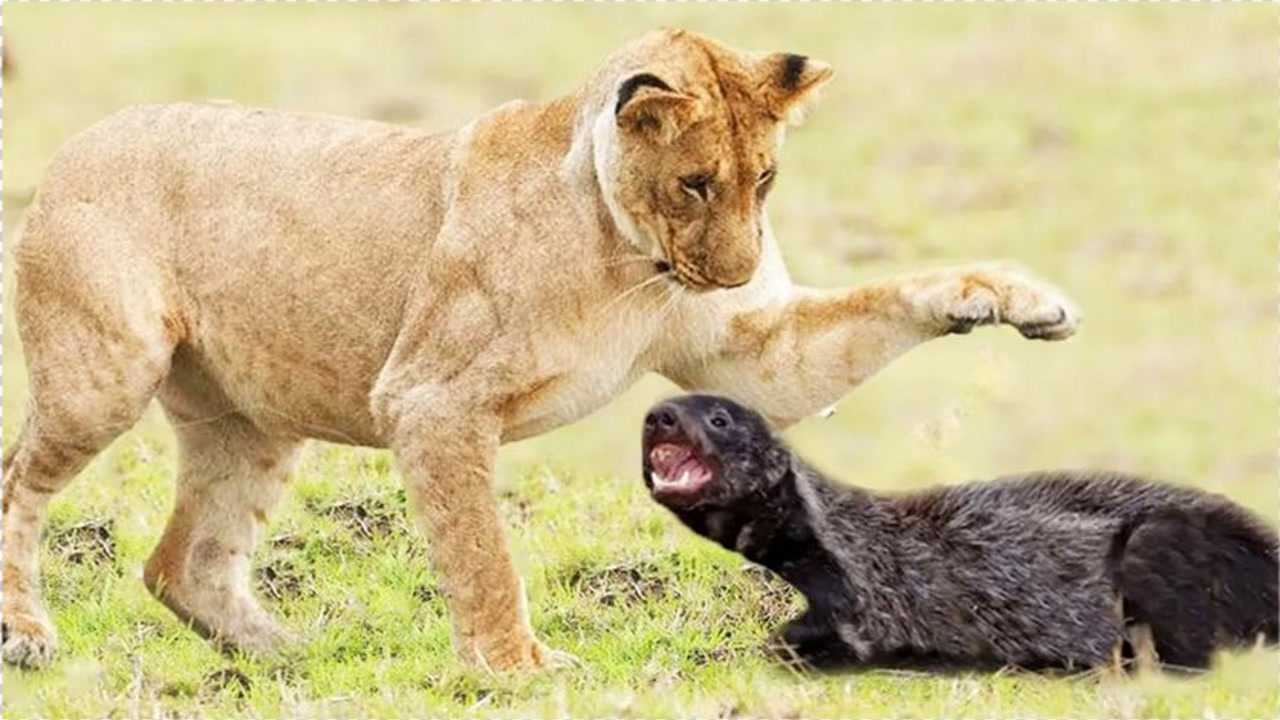 蜜獾与狮子的战斗狮子vs平头哥平头哥真的是无所畏惧的动物