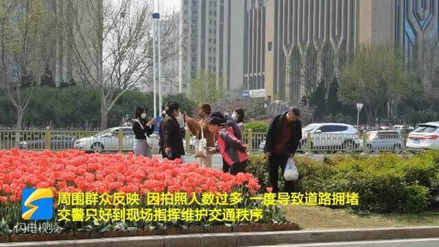 济南经十路绿化带内郁金香引市民打卡 多位市民游客无视交规存安全隐患