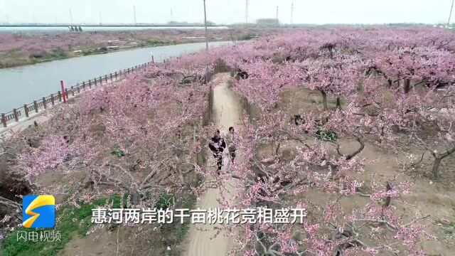 37秒|济宁鱼台千亩堤岸桃花油菜花竞相盛开 美景醉人