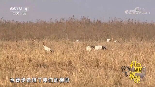 盐城湿地吸引丹顶鹤来越冬,滩涂地螺类丰富,尽享美味