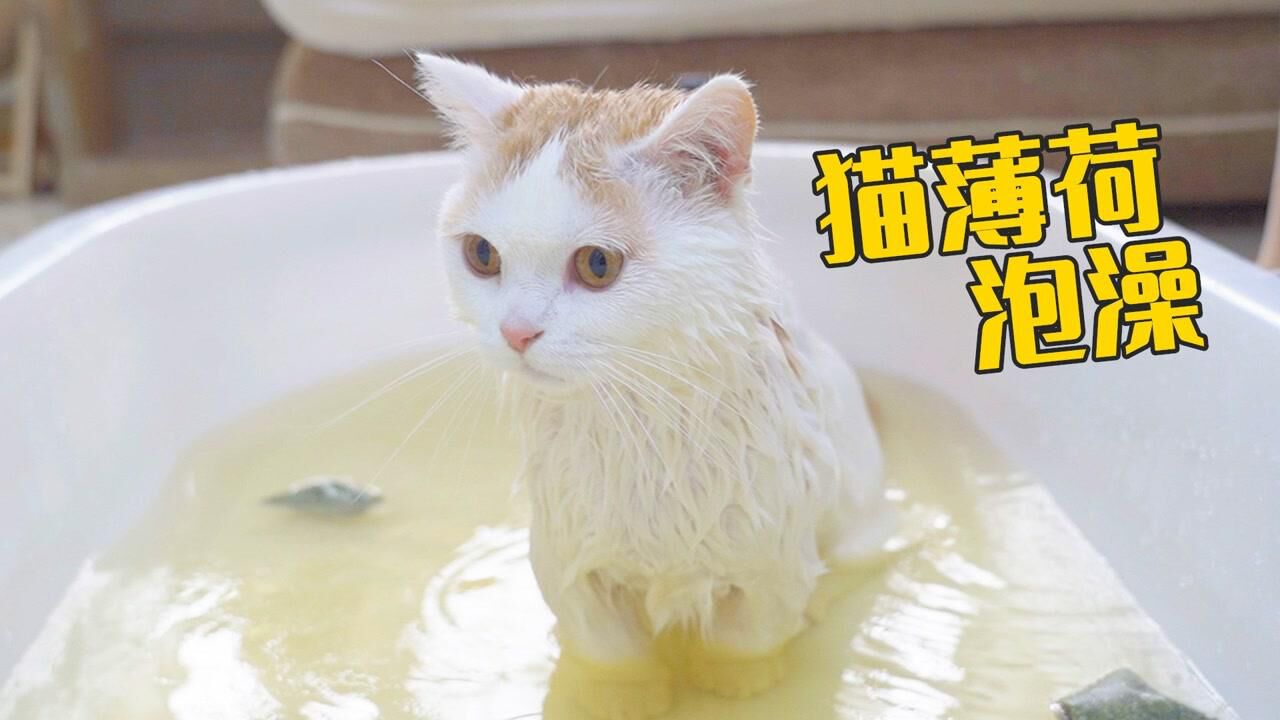 用猫薄荷给猫洗澡，猫居然定住了，好享受！#萌宠百善乘着春风传递爱#_高清