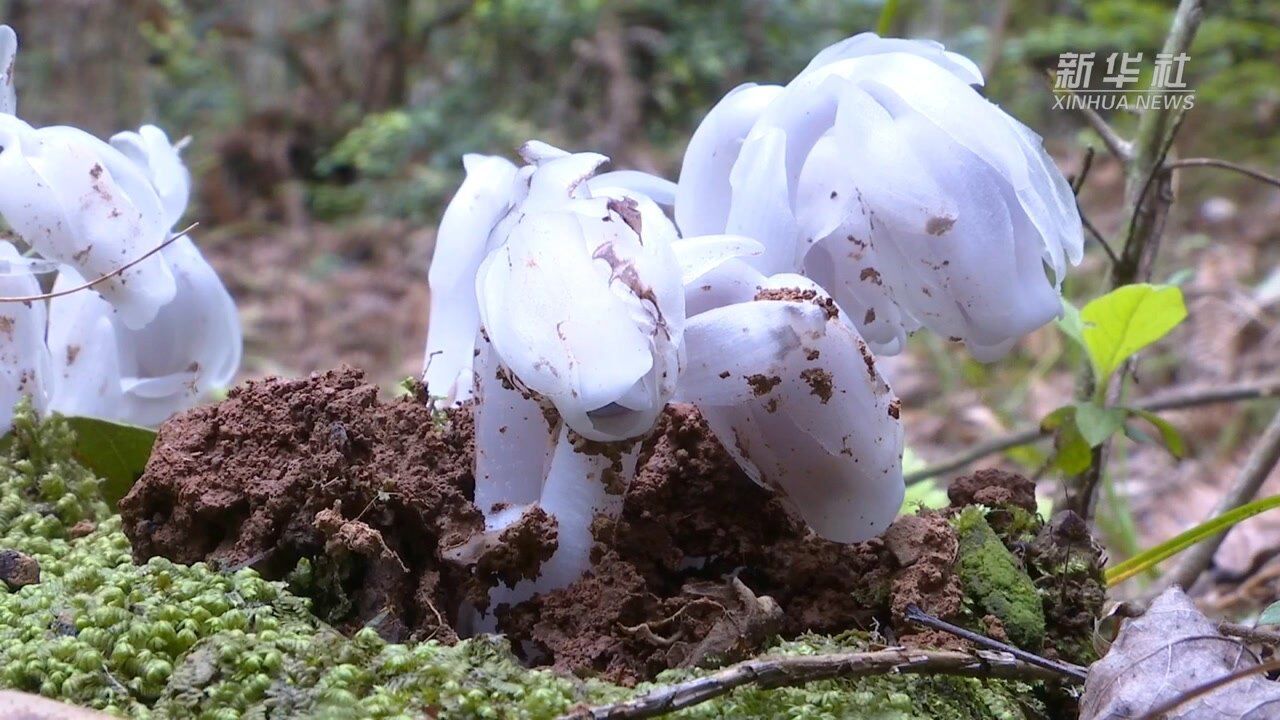 江西贵溪一林场发现珍稀植物水晶兰
