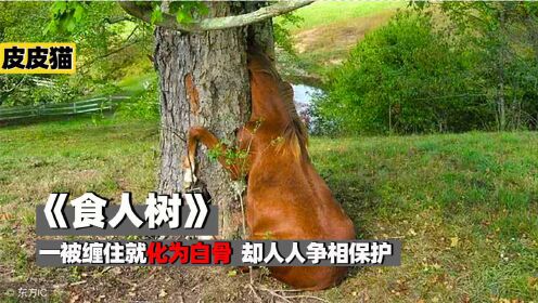 世界上最可怕的“食人树”一被缠住就化为白骨，却人人争相保护