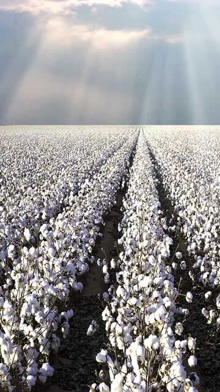 新疆棉花产量520万吨新疆长绒棉常年供不应求