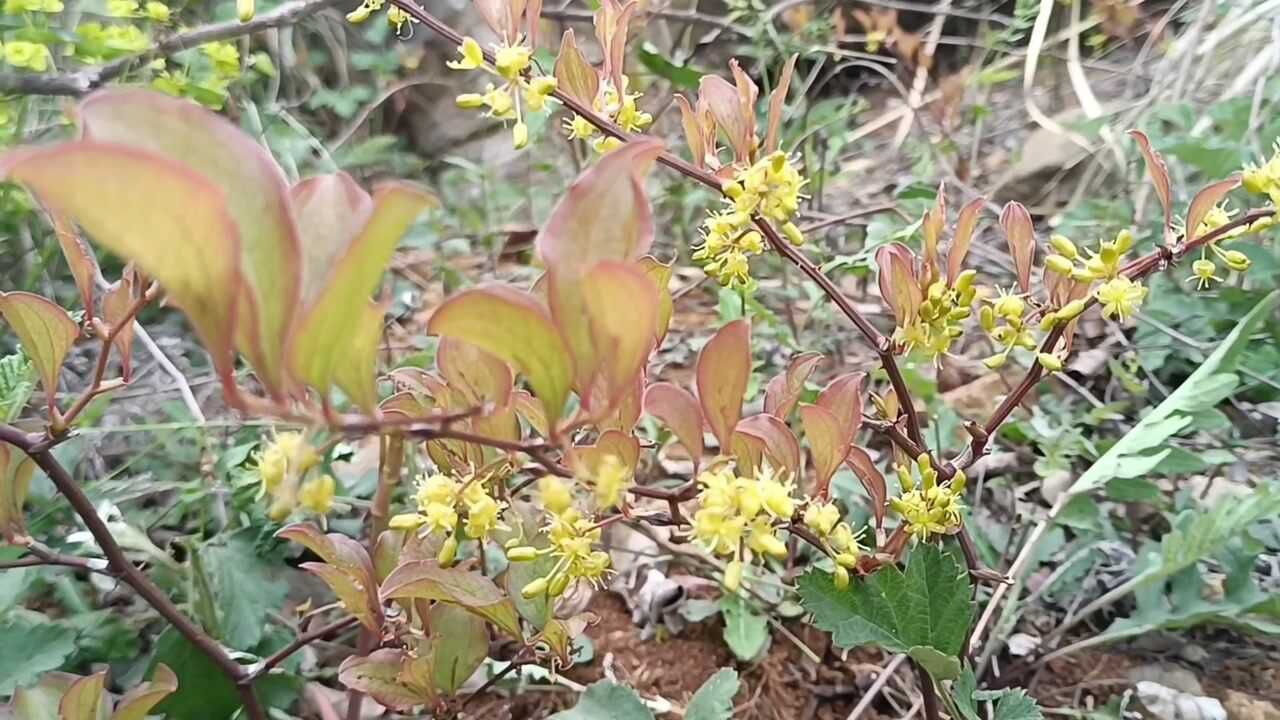 菝葜盆景图片