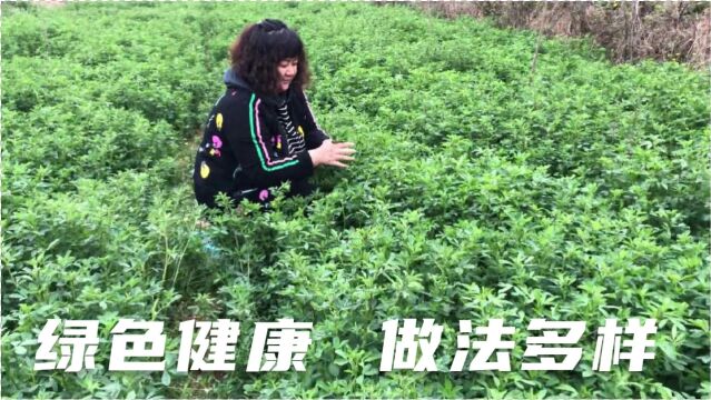 老一辈人最爱的一种野菜“苜蓿”,做法多样,遇见就不要错过