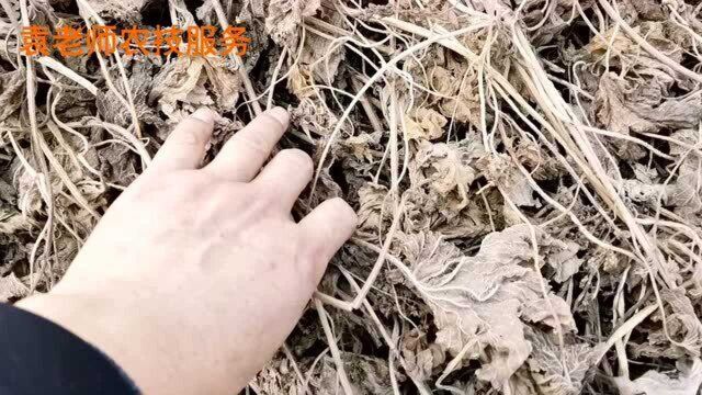 这个公路、铁路、荒山等非耕地专用除草剂品种,除草干净彻底不反弹