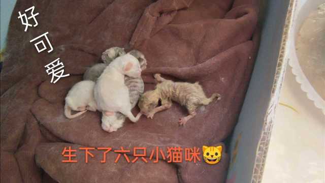 母猫小白独自生下六只小可爱,有一只小坏蛋,总睡在别的小猫身上