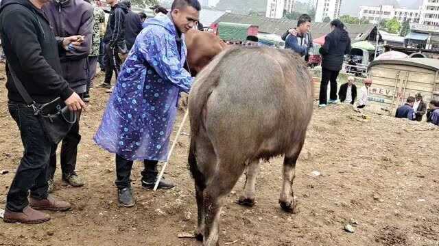 水牛行情不好,养牛抵肉牛卖六百斤左右水沙,九千多就能买到